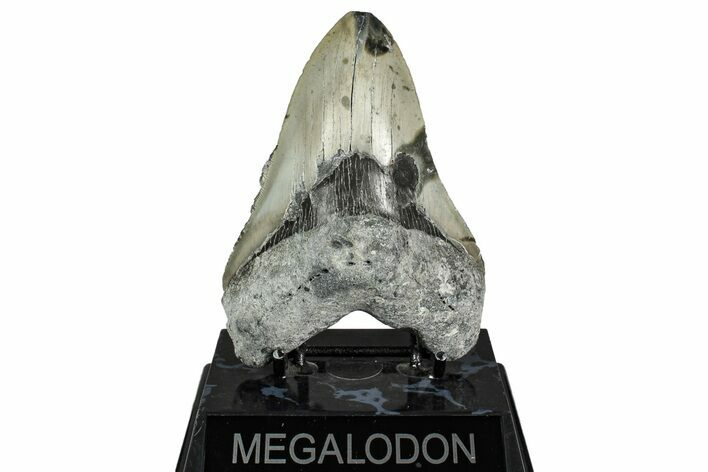 Fossil Megalodon Tooth - North Carolina #342155